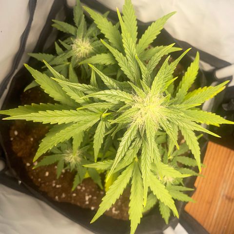 Quick One Auto - Royal Queen seeds  growlog photo: Blätter werden hellgrün Richtung gelb 