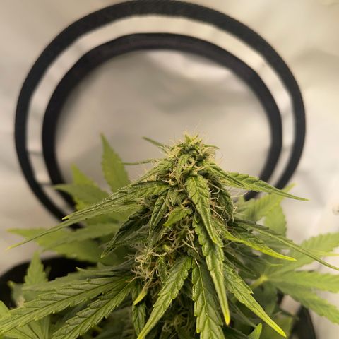 Quick One Auto - Royal Queen seeds  growlog timeline photo