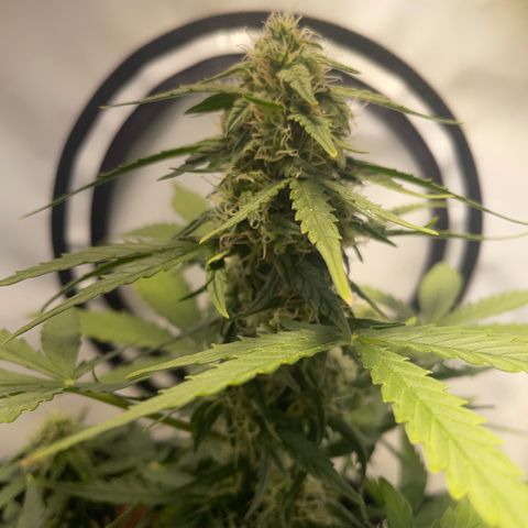 Quick One Auto - Royal Queen seeds  growlog timeline photo