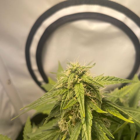 Quick One Auto - Royal Queen seeds  growlog timeline photo