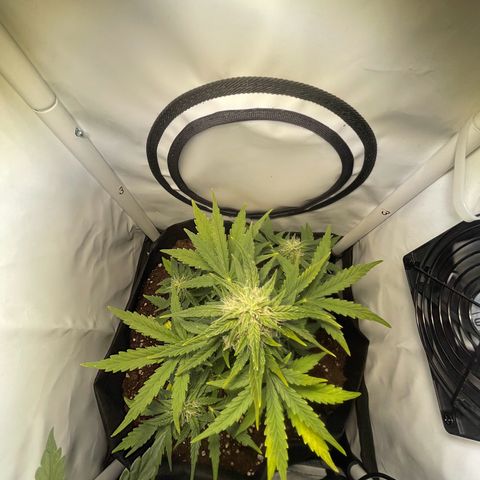 Quick One Auto - Royal Queen seeds  growlog timeline photo