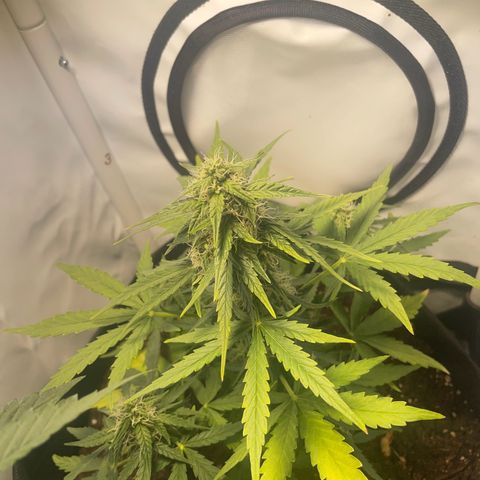 Quick One Auto - Royal Queen seeds  growlog timeline photo