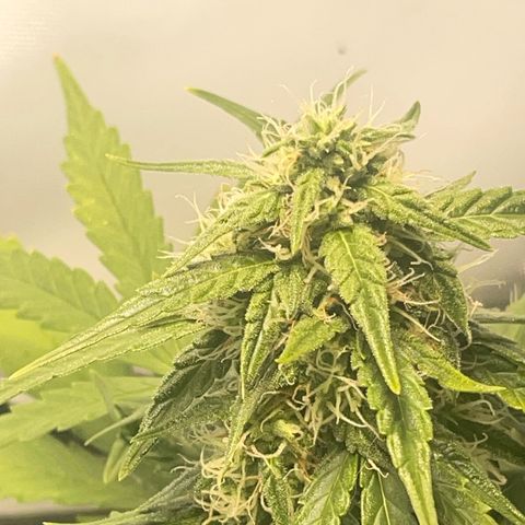 Quick One Auto - Royal Queen seeds  growlog timeline photo
