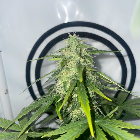 Quick One Auto - Royal Queen seeds  growlog timeline photo