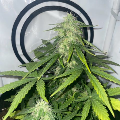 Quick One Auto - Royal Queen seeds  growlog timeline photo