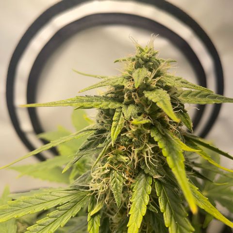 Quick One Auto - Royal Queen seeds  growlog photo: Luftfeuchtigkeit etwas hoch wegen dem Wetter seit Tagen, Lüfter ist direkt auf die Pflanze jetzt gerichtet.