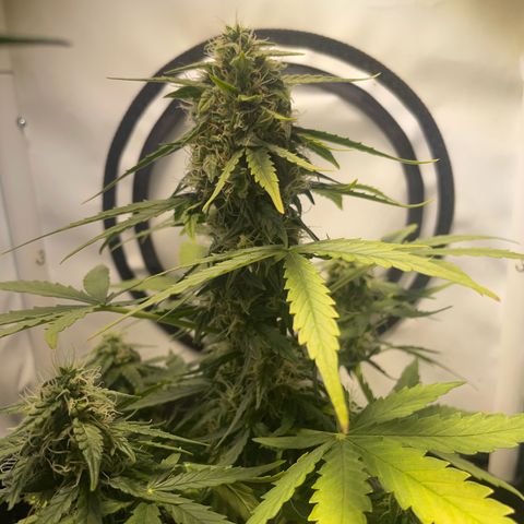 Quick One Auto - Royal Queen seeds  growlog photo: Luftfeuchtigkeit etwas hoch wegen dem Wetter seit Tagen, Lüfter ist direkt auf die Pflanze jetzt gerichtet.