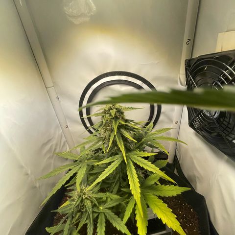 Quick One Auto - Royal Queen seeds  growlog photo: Luftfeuchtigkeit etwas hoch wegen dem Wetter seit Tagen, Lüfter ist direkt auf die Pflanze jetzt gerichtet.