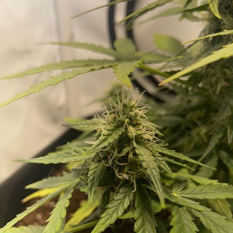 Quick One Auto - Royal Queen seeds  growlog photo: Luftfeuchtigkeit etwas hoch wegen dem Wetter seit Tagen, Lüfter ist direkt auf die Pflanze jetzt gerichtet.
