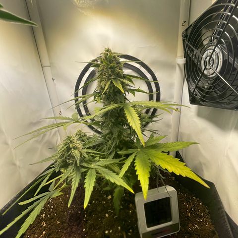 Quick One Auto - Royal Queen seeds  growlog photo: Luftfeuchtigkeit etwas hoch wegen dem Wetter seit Tagen, Lüfter ist direkt auf die Pflanze jetzt gerichtet.