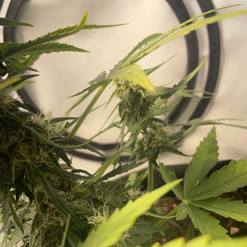 Quick One Auto - Royal Queen seeds  growlog photo: Luftfeuchtigkeit etwas hoch wegen dem Wetter seit Tagen, Lüfter ist direkt auf die Pflanze jetzt gerichtet.