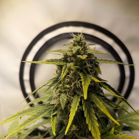 Quick One Auto - Royal Queen seeds  growlog timeline photo