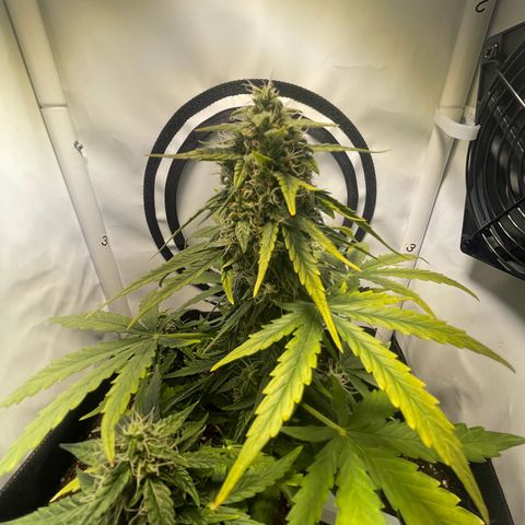 Quick One Auto - Royal Queen seeds  growlog timeline photo