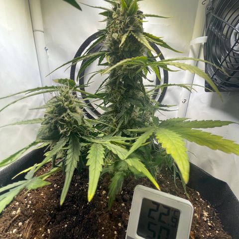 Quick One Auto - Royal Queen seeds  growlog timeline photo