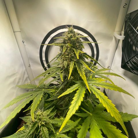 Quick One Auto - Royal Queen seeds  growlog timeline photo