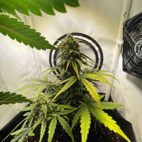 Quick One Auto - Royal Queen seeds  growlog timeline photo