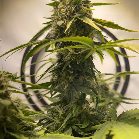 Quick One Auto - Royal Queen seeds  growlog timeline photo