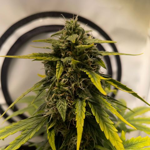 Quick One Auto - Royal Queen seeds  growlog timeline photo