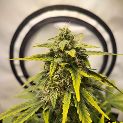 Quick One Auto - Royal Queen seeds  growlog timeline photo