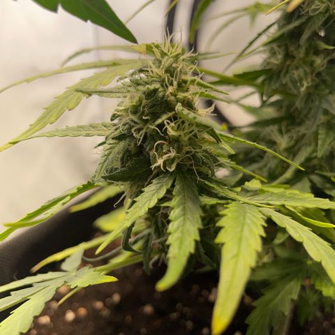 Quick One Auto - Royal Queen seeds  growlog timeline photo