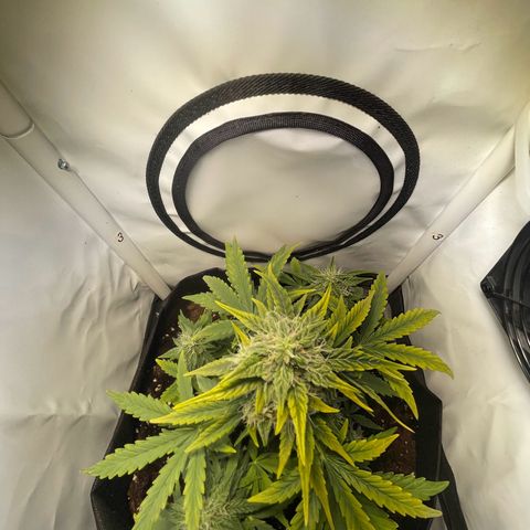 Quick One Auto - Royal Queen seeds  growlog timeline photo
