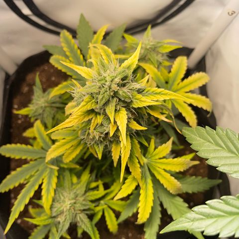 Quick One Auto - Royal Queen seeds  growlog photo:  4 Tage Urlaub überstanden