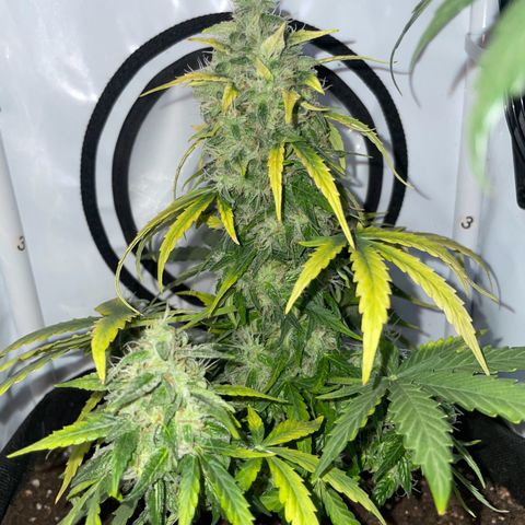 Quick One Auto - Royal Queen seeds  growlog photo:  4 Tage Urlaub überstanden
