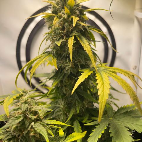 Quick One Auto - Royal Queen seeds  growlog photo:  4 Tage Urlaub überstanden