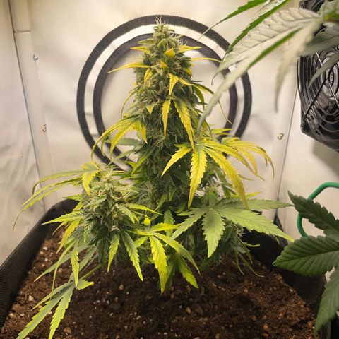 Quick One Auto - Royal Queen seeds  growlog photo:  4 Tage Urlaub überstanden