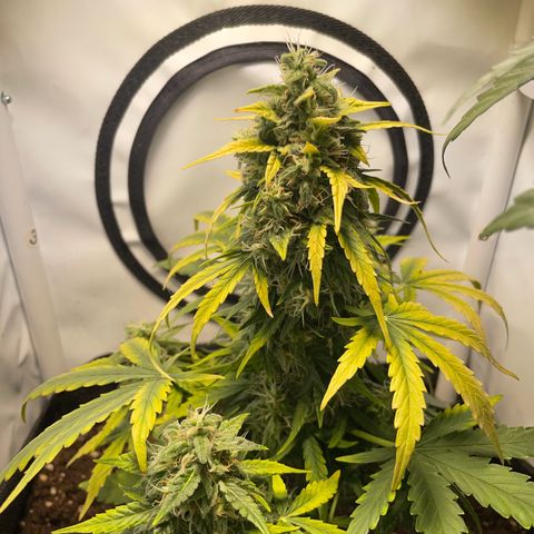 Quick One Auto - Royal Queen seeds  growlog photo:  4 Tage Urlaub überstanden