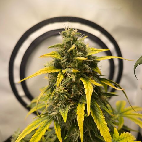 Quick One Auto - Royal Queen seeds  growlog photo:  4 Tage Urlaub überstanden