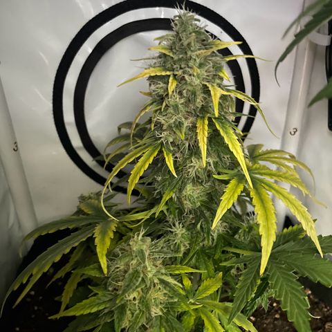 Quick One Auto - Royal Queen seeds  growlog photo:  4 Tage Urlaub überstanden