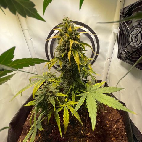 Quick One Auto - Royal Queen seeds  growlog photo: Etwas calmag noch dazu gegeben. Manchen Blätter haben magnesiummangel gezeigt. 
Riecht echt gut mittlerweile 