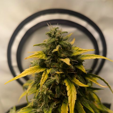Quick One Auto - Royal Queen seeds  growlog photo: Etwas calmag noch dazu gegeben. Manchen Blätter haben magnesiummangel gezeigt. 
Riecht echt gut mittlerweile 