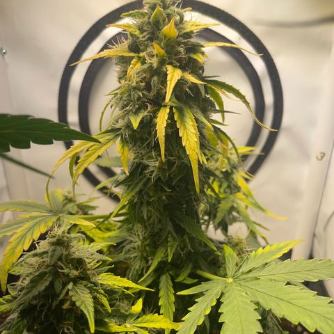 Quick One Auto - Royal Queen seeds  growlog photo: Etwas calmag noch dazu gegeben. Manchen Blätter haben magnesiummangel gezeigt. 
Riecht echt gut mittlerweile 