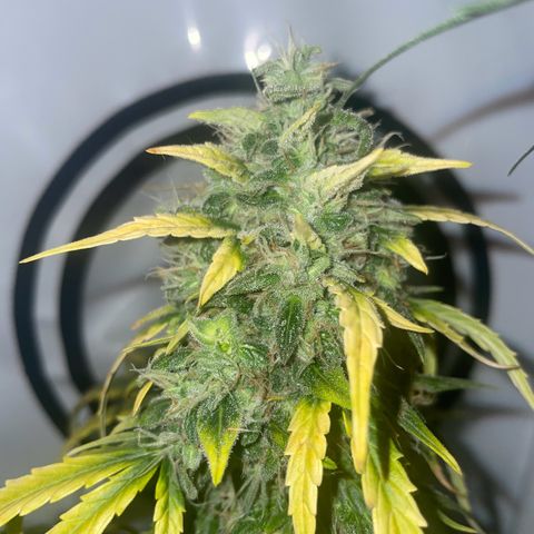 Quick One Auto - Royal Queen seeds  growlog photo: Hab ein Stück von der Blüte abgeschnitten um die trichome zu checken, aufjedenfall noch zu früh ca 50% milchig 40%-50% klar 