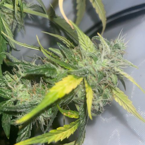 Quick One Auto - Royal Queen seeds  growlog photo: Hab ein Stück von der Blüte abgeschnitten um die trichome zu checken, aufjedenfall noch zu früh ca 50% milchig 40%-50% klar 