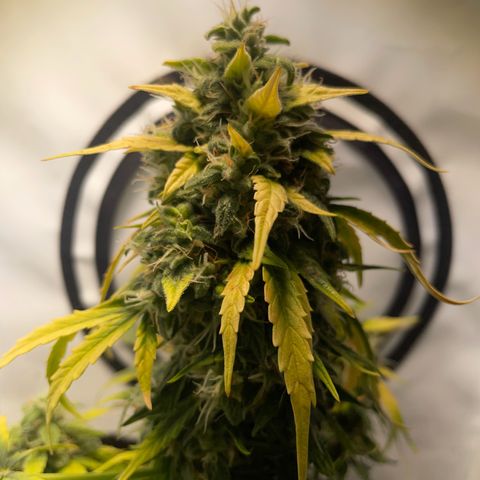 Quick One Auto - Royal Queen seeds  growlog timeline photo