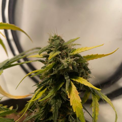 Quick One Auto - Royal Queen seeds  growlog timeline photo