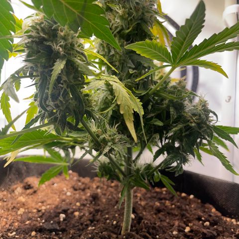 Quick One Auto - Royal Queen seeds  growlog timeline photo
