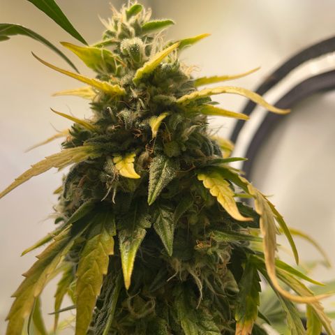 Quick One Auto - Royal Queen seeds  growlog timeline photo