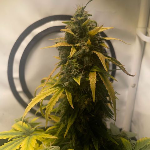 Quick One Auto - Royal Queen seeds  growlog photo: Jetzt nurnoch Wasser um einmal alles auszuspülen. 