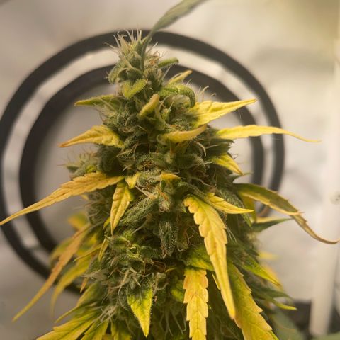 Quick One Auto - Royal Queen seeds  growlog photo: Jetzt nurnoch Wasser um einmal alles auszuspülen. 
