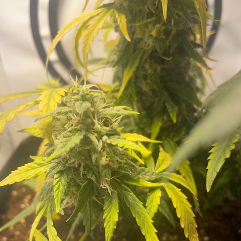 Quick One Auto - Royal Queen seeds  growlog photo: Jetzt nurnoch Wasser um einmal alles auszuspülen. 