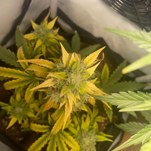 Quick One Auto - Royal Queen seeds  growlog photo: Jetzt nurnoch Wasser um einmal alles auszuspülen. 