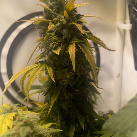 Quick One Auto - Royal Queen seeds  growlog photo: Jetzt nurnoch Wasser um einmal alles auszuspülen. 