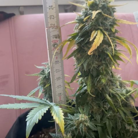 Quick One Auto - Royal Queen seeds  growlog timeline photo