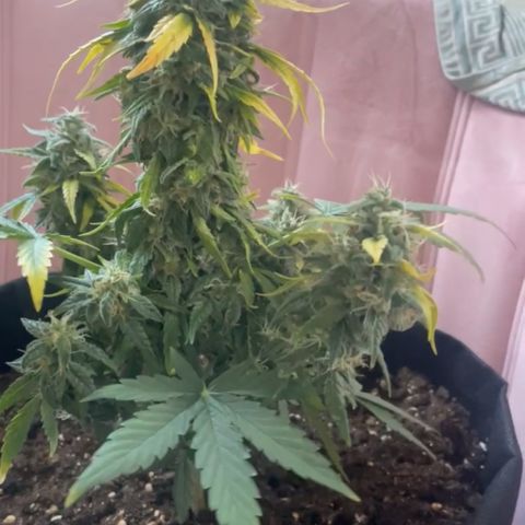 Quick One Auto - Royal Queen seeds  growlog timeline photo