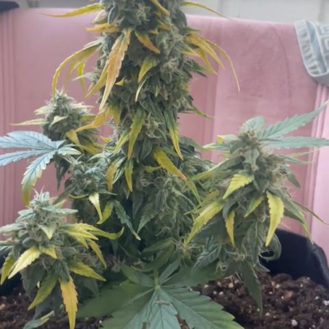 Quick One Auto - Royal Queen seeds  growlog timeline photo