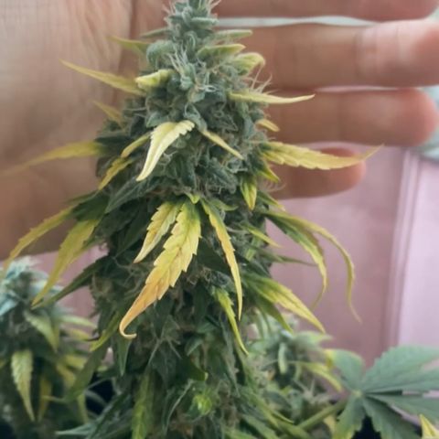 Quick One Auto - Royal Queen seeds  growlog timeline photo
